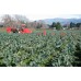 BROCCOLI MEDIUM Each  PUKEKOHE Grown 